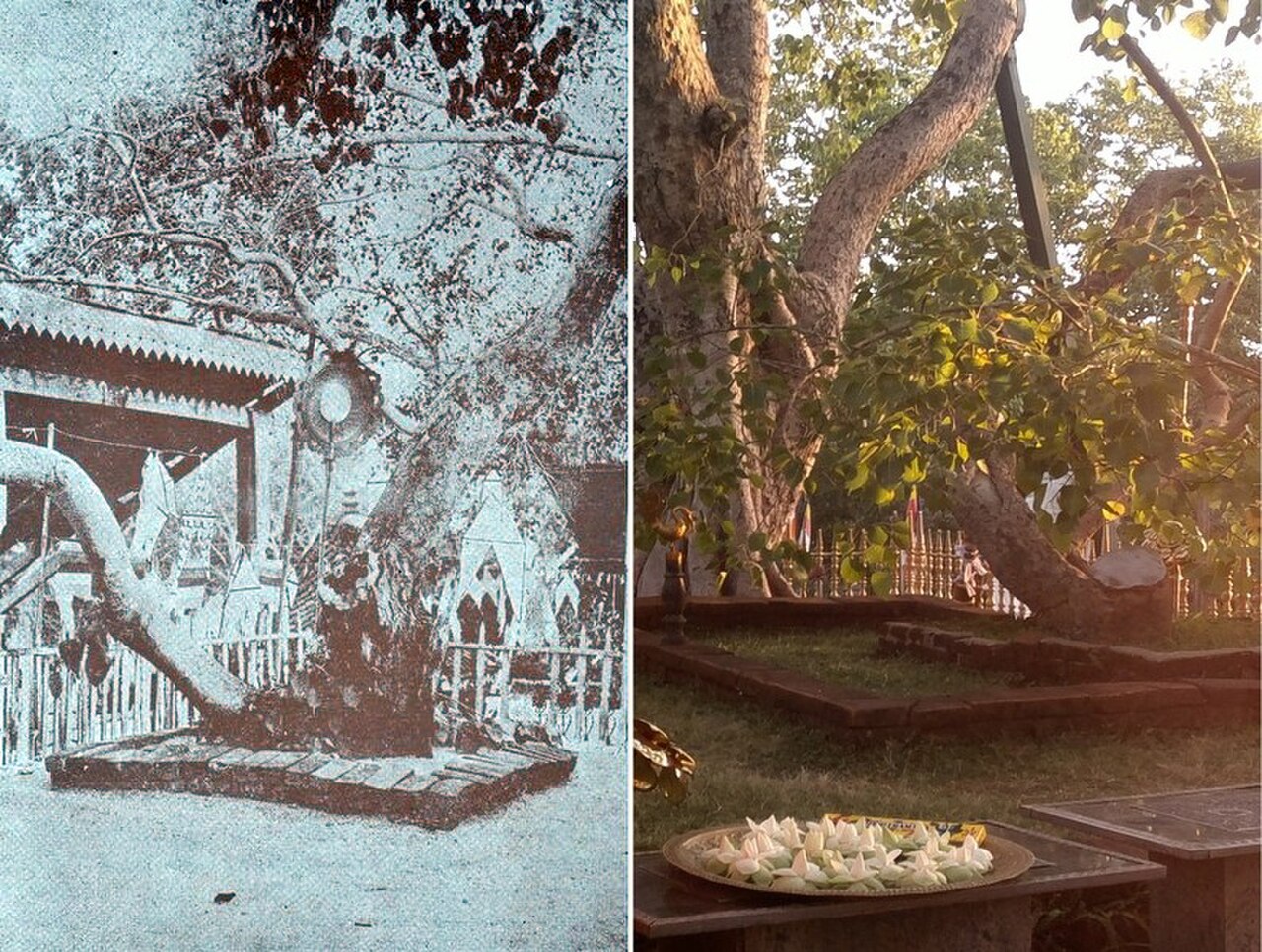 Real photo of Jaya Sri Maha Bodhi Sacred Tree in Anuradhapura